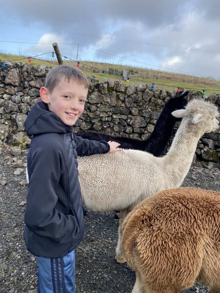 Flynn, Member of Children's Parliament, meets alpacas.