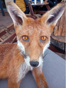 Taxidermic fox
