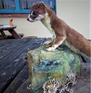 Taxidermic Pine Marten