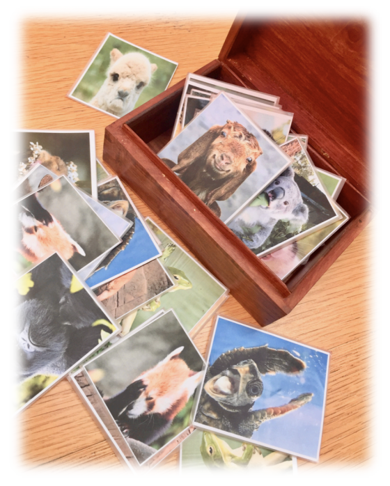 Collection of cards with animal portraits expressing different emotions.